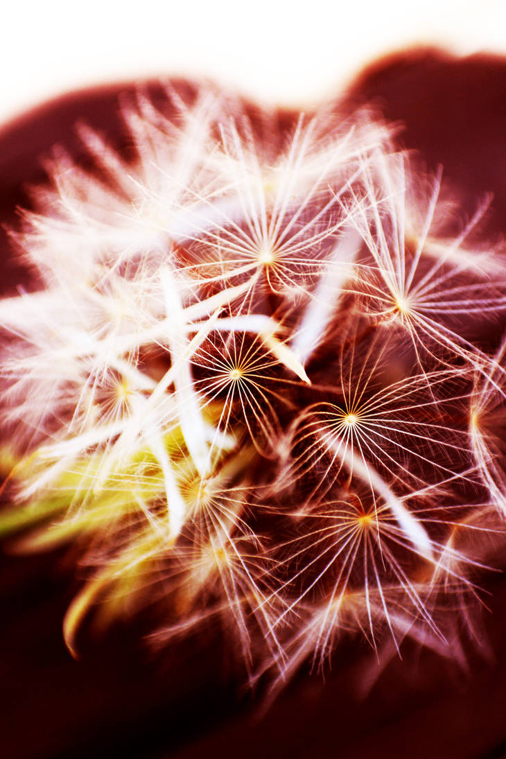 Fluffy by RobertRobledo on DeviantArt