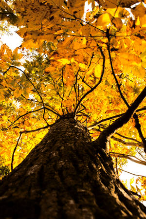 Fall Tree Leaves by RobertRobledo