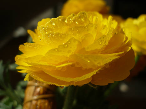 Yellow Flower