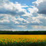 Sunflower Field