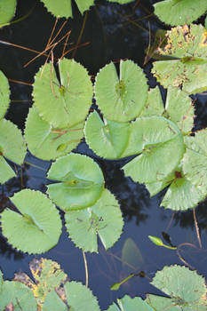 lilly pads