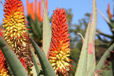 Protea