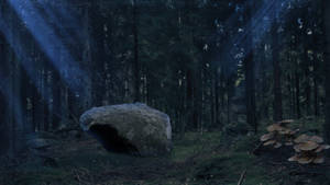 Forest At Night With Rock