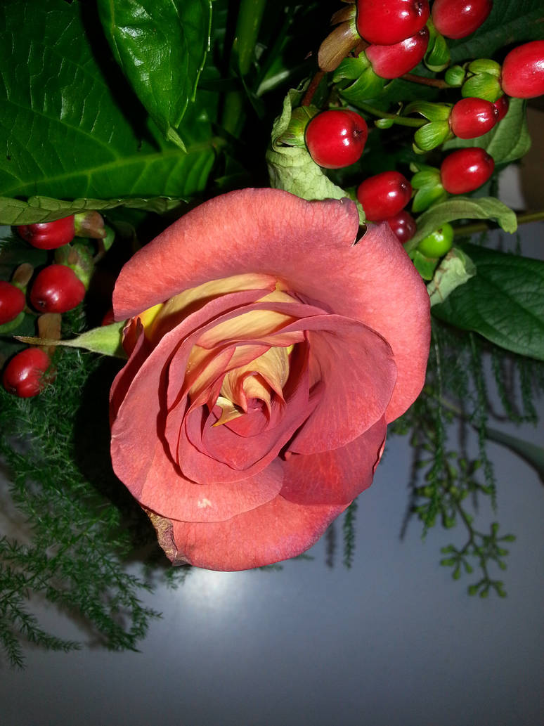 Red Rose (collection) by PheobeTheMinion on DeviantArt