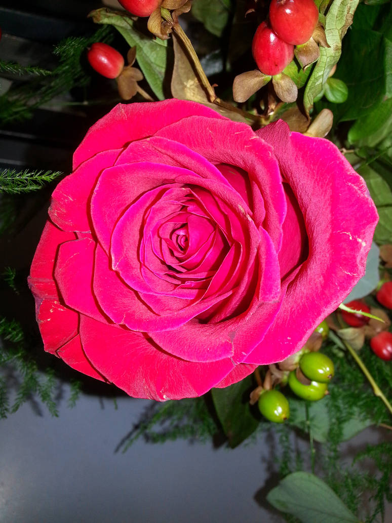 Red Rose (collection) by PheobeTheMinion on DeviantArt