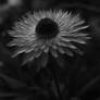 Strawflower B/W