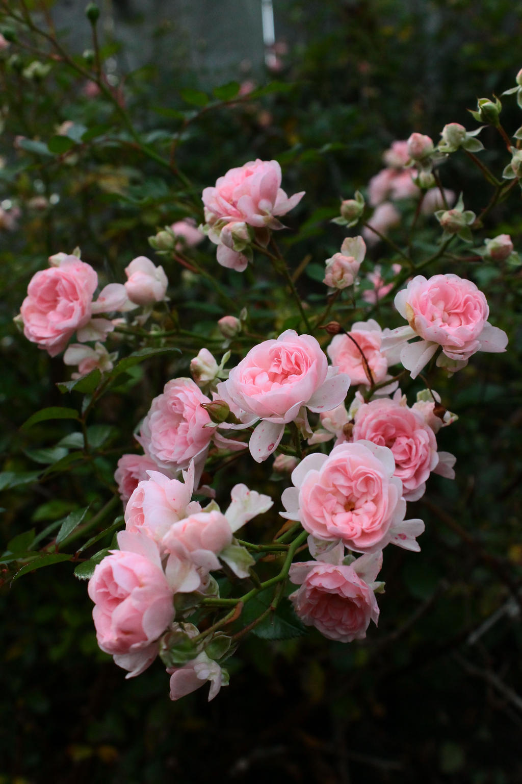 Roses In The Garden