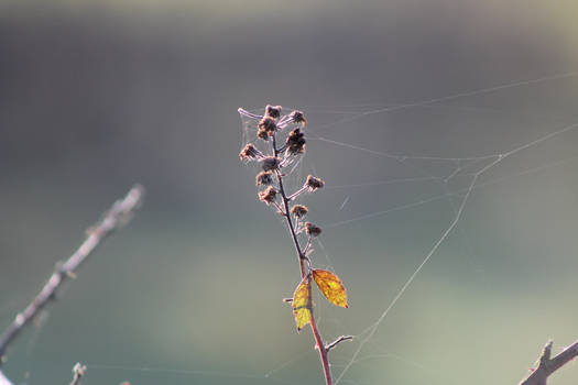 bound by spider webs.