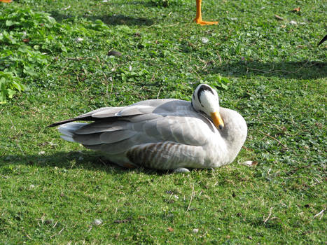 The Bar-headed Goose