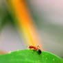 Ant Drink Water