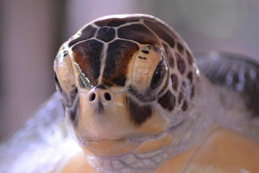 hawksbill turtle