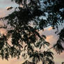 sunset Tree 3