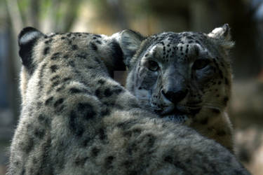 Snow Leopards