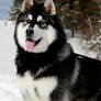 Malamute 2