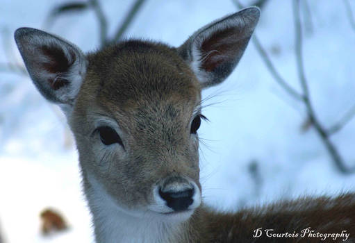 Baby Deer