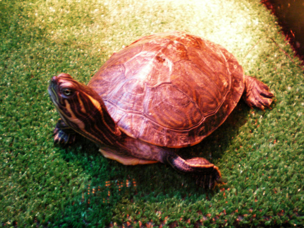 Tortuga by Elmyzabeth on DeviantArt