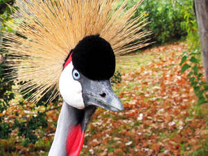 Grulla Cabeza Coronada