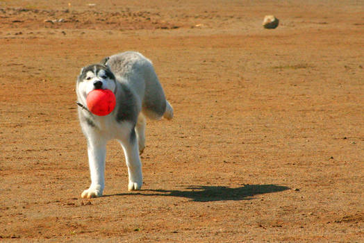 Wait for me!! I got the ball