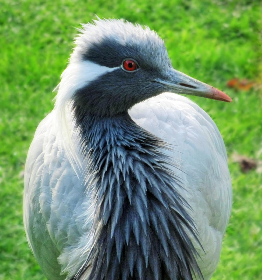 Grulla gris