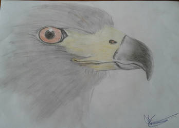Eagle sketch