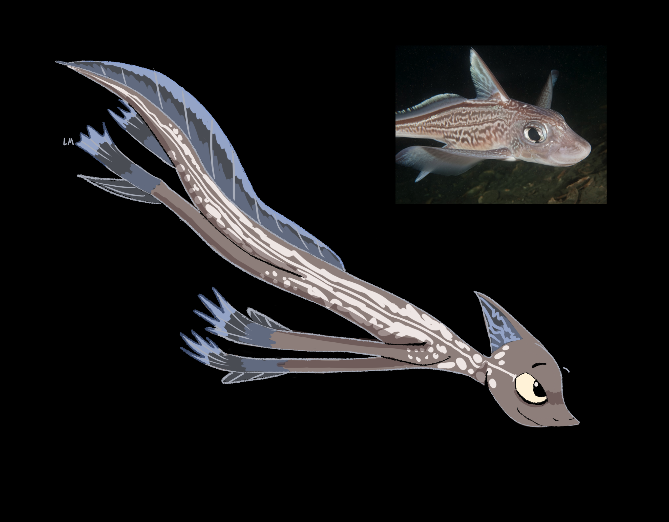 Exstinct Rat Fish Spotted Ratfish by LMvlkz on DeviantArt