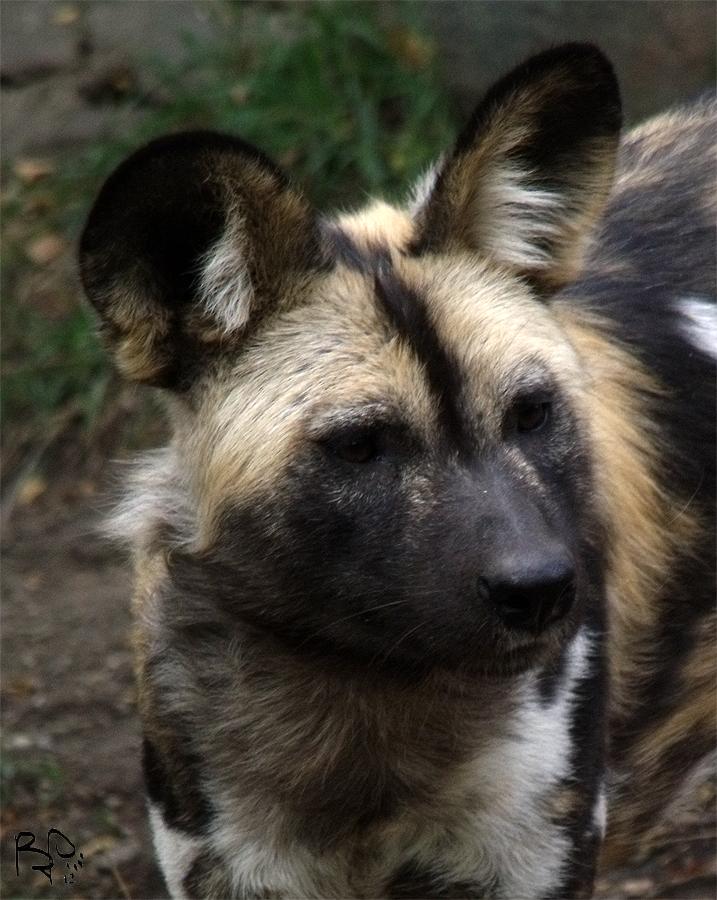 African Wild Dog 4