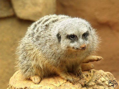 Meerkat Perch