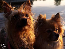 Nicky and Paris Sunset