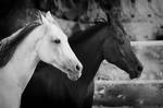 black and White by sultan-alghamdi