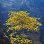 the yellow tree