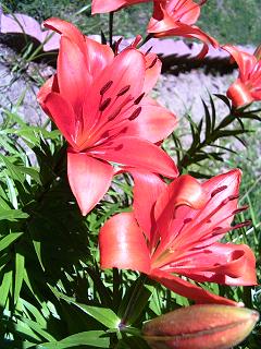 Pink Lillies