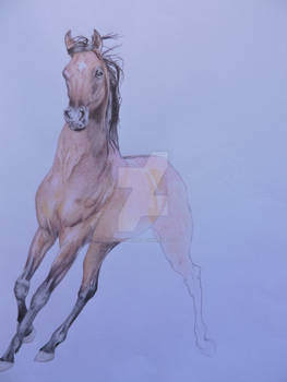 Stallion-Work in progress