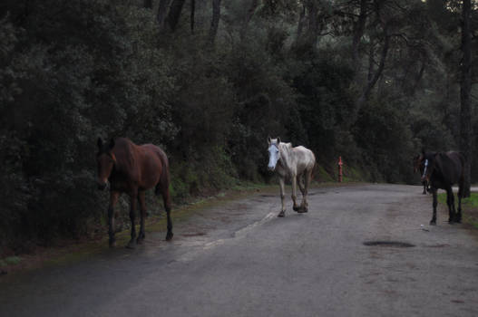 Retired Horses