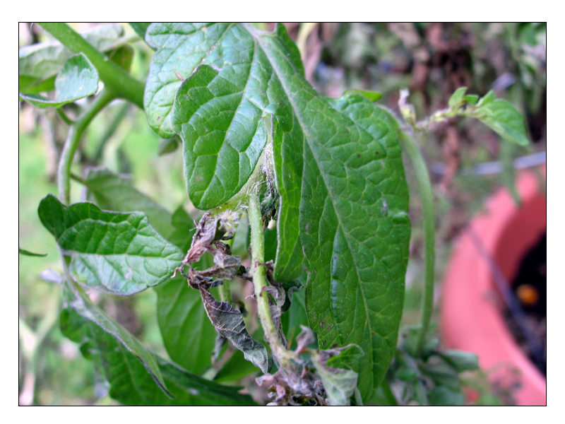 Tomato Plant