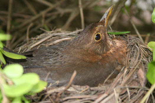 Nesting Bird