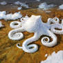 Octosoup
