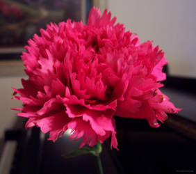 Carnation 2