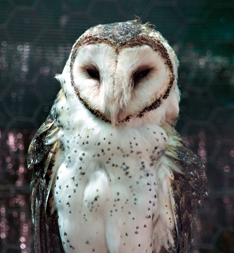 Scruffy Owl