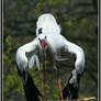 White Stork 3