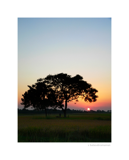 sunset by the paddy fields