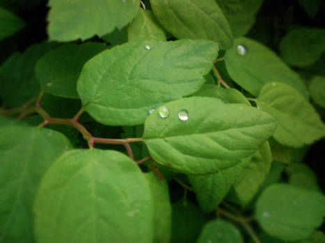 Drops on the Leaves