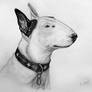 Bull terrier