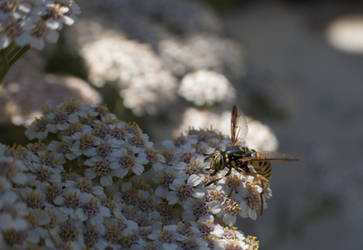 Yarrow Wasp