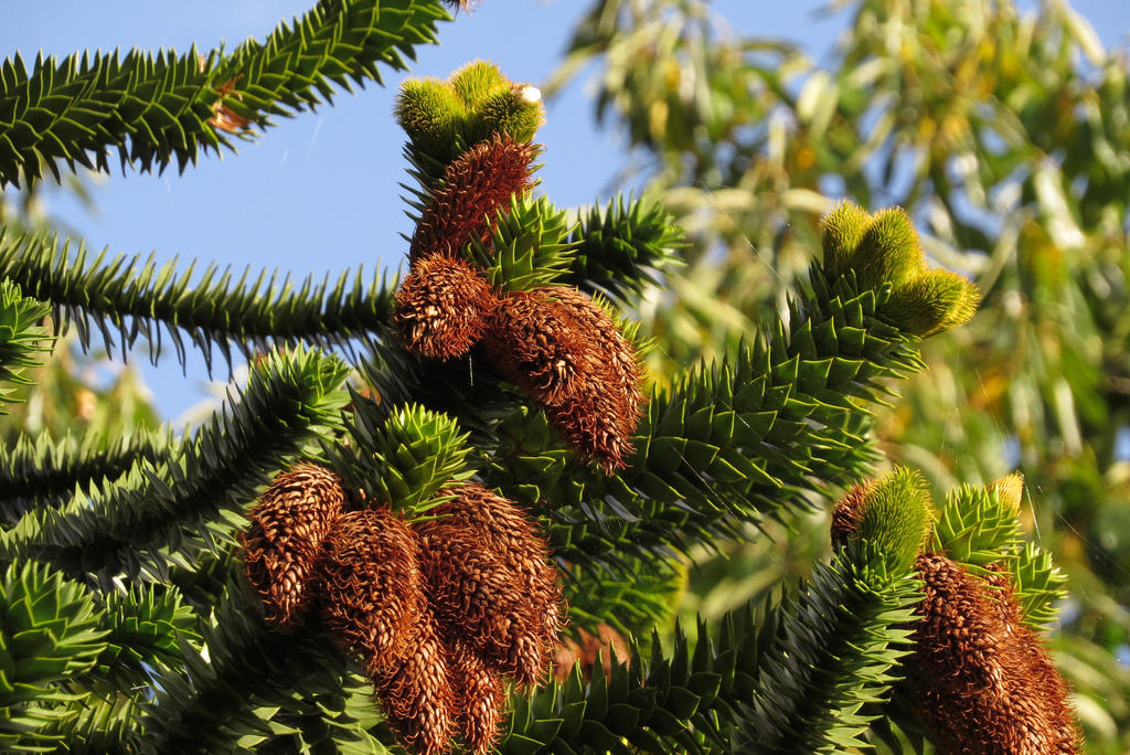 Monkey Maple Tree Monkey tree by ArtJocelyn on DeviantArt