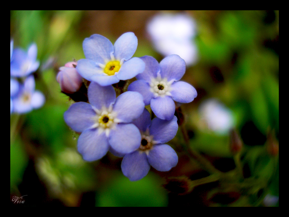 Tiny Blue