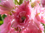Pretty in pink by VeraCotuna