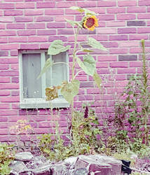 A lone sunflower