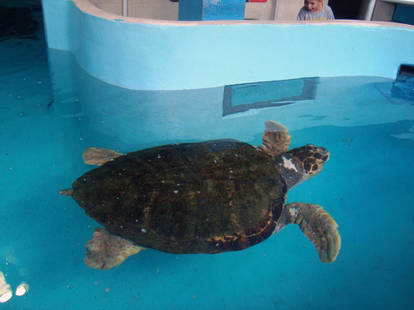 For Scale: Loggerhead Turtle