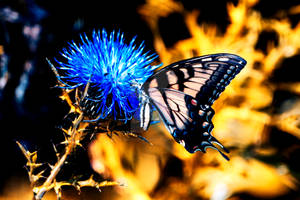 Yellow-morph Eastern Tiger Swallowtail butterfly