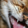 Bengal Laugh